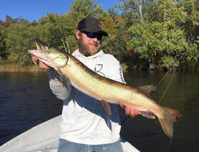 Musky Caught in St. Croix River, MN